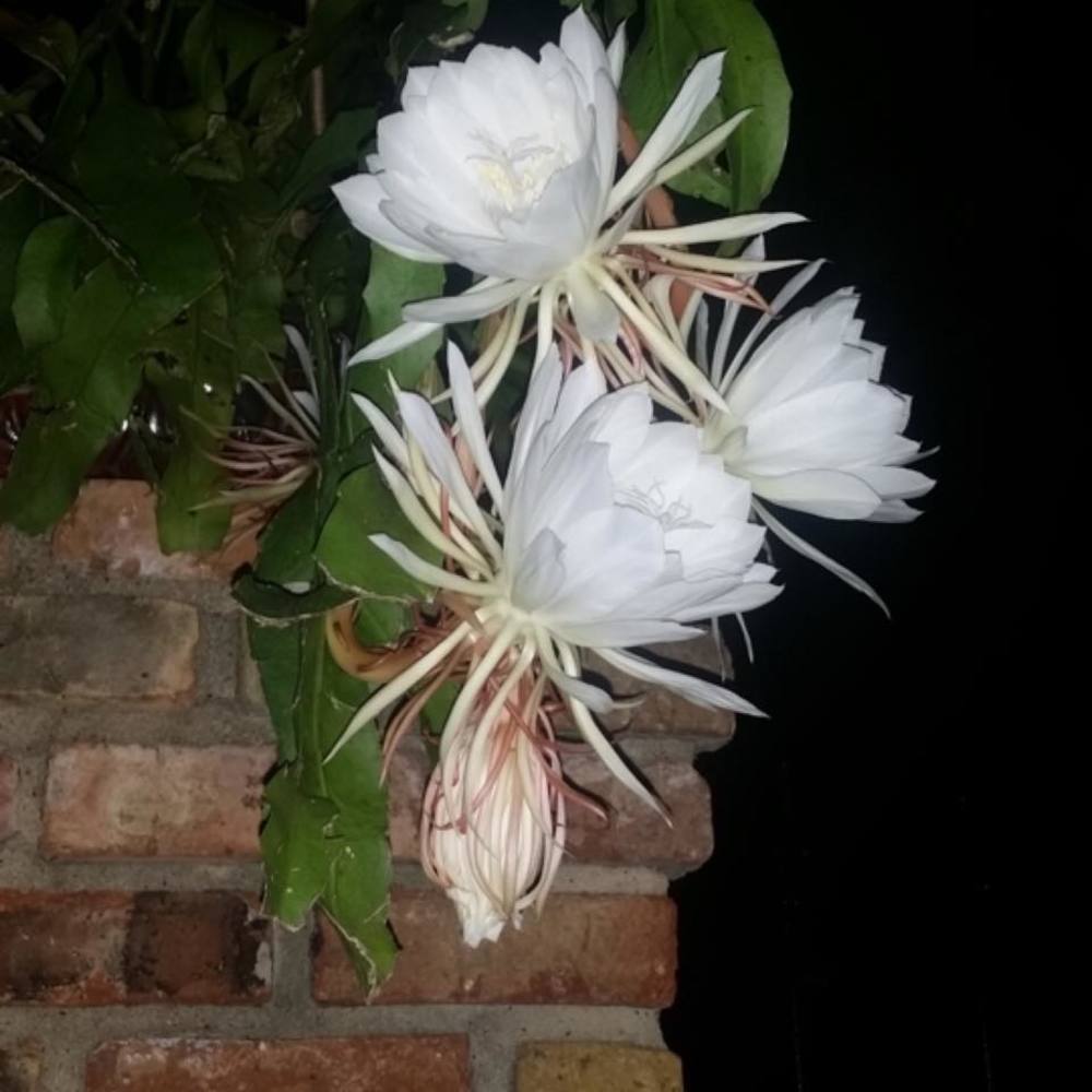 Meet your Posher, Twee